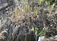 Penstemon