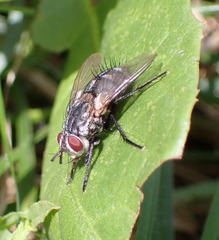 Linnaemya tessellata