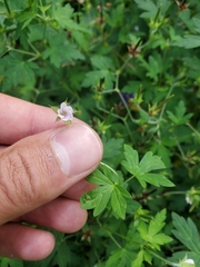 Geranium bicknellii