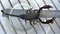 Hadogenes granulatus