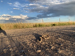 Crotalus viridis