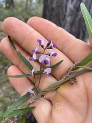 Glycine tabacina