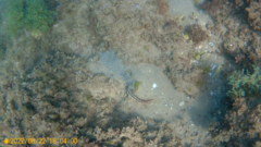 Parablennius pilicornis