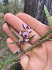 Glycine tabacina