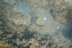 Parablennius pilicornis