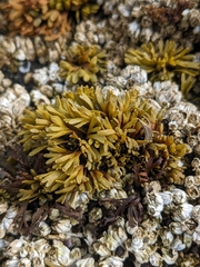 Pelvetiopsis limitata