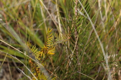 Gompholobium pinnatum