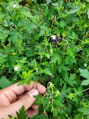 Geranium bicknellii