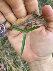 Glycine tabacina