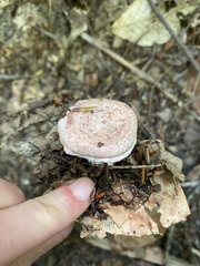 Lactarius subpurpureus