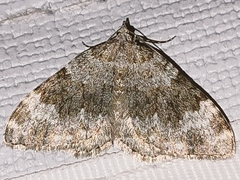 Coenotephria ablutaria