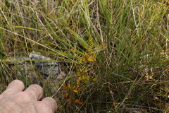 Gompholobium pinnatum