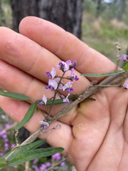 Glycine tabacina