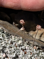 Eriogonum ovalifolium