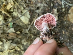 Lactarius subpurpureus