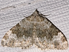 Coenotephria ablutaria