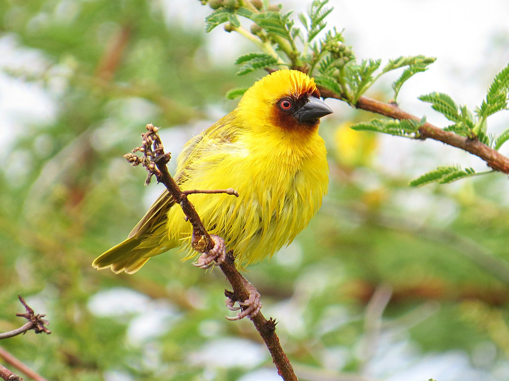 Rueppell's Weaver