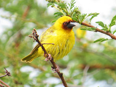 Rueppell's Weaver photo 1