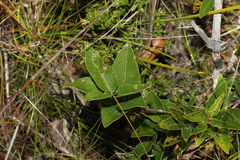 Notelaea ovata