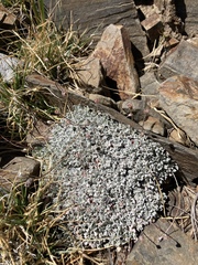 Eriogonum ovalifolium