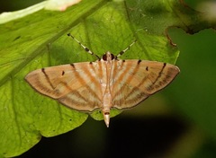 Notarcha tigrina