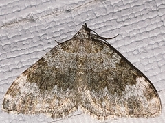 Coenotephria ablutaria