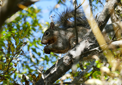 Sciurus arizonensis