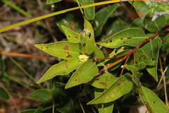 Notelaea ovata