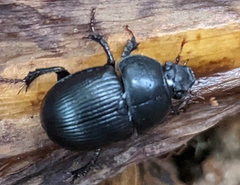 Geotrupidae