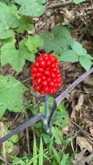Arisaema