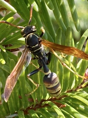 Mischocyttarus flavitarsis