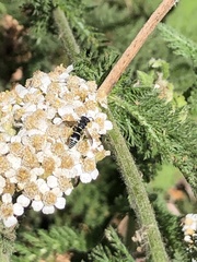 Stenodynerus anormis