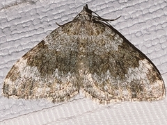 Coenotephria ablutaria