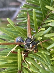 Mischocyttarus flavitarsis