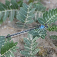 Argia apicalis