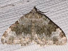 Coenotephria ablutaria