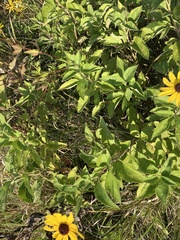 Rudbeckia hirta