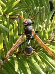 Mischocyttarus flavitarsis