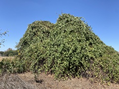 Vitis girdiana