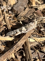 Trimerotropis pallidipennis