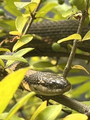 Regina septemvittata