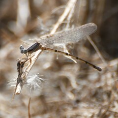 Argia apicalis