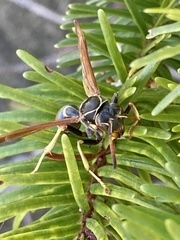 Mischocyttarus flavitarsis