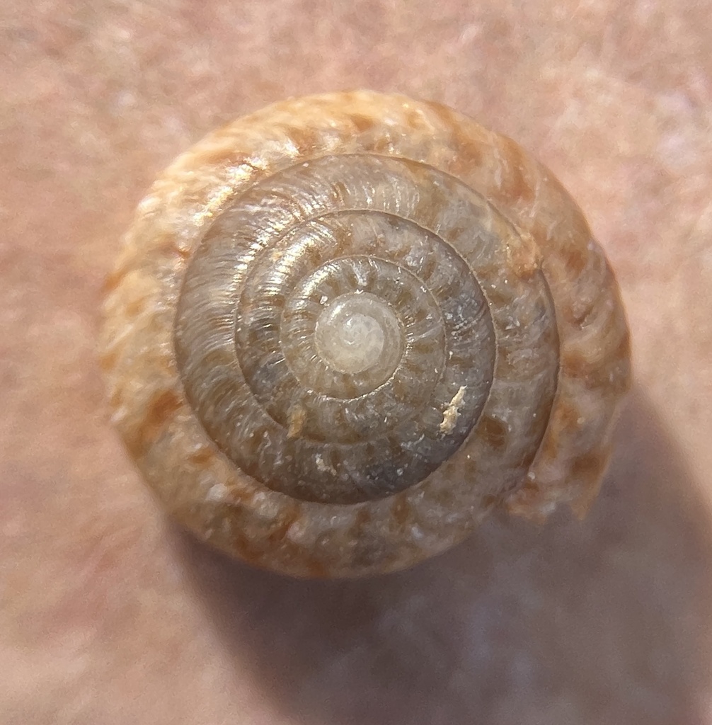 Greater Bermuda land snail
