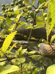 Regina septemvittata