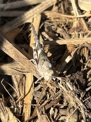 Trimerotropis pallidipennis