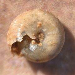 Poecilozonites bermudensis