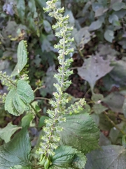 Heliotropium indicum