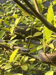 Regina septemvittata