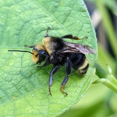 Bombus caliginosus